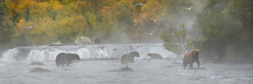 GRIZZLIES IN THE MIST
