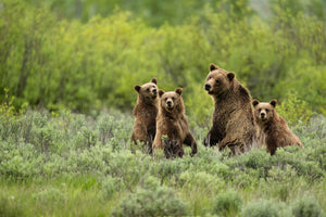 SPIRIT OF THE TETONS