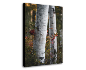 ASPEN AND ASH