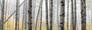AUTUMN MEMORIES
