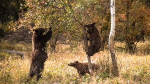 BEAR NECESSITIES