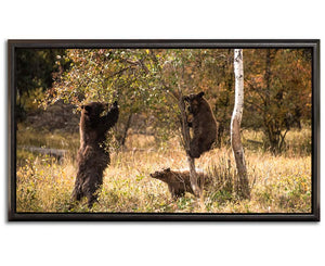 BEAR NECESSITIES