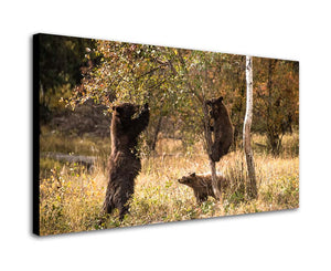 BEAR NECESSITIES