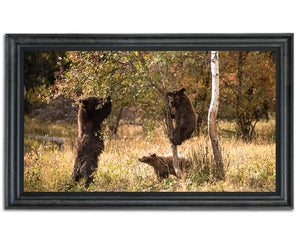 BEAR NECESSITIES