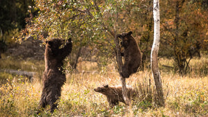 BEAR NECESSITIES