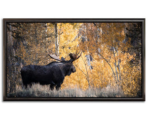 BIG.BULL.MOOSE.