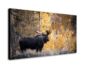 BIG.BULL.MOOSE.