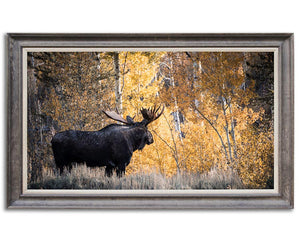 BIG.BULL.MOOSE.