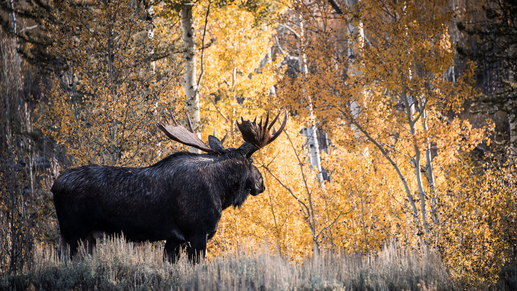 BIG.BULL.MOOSE.