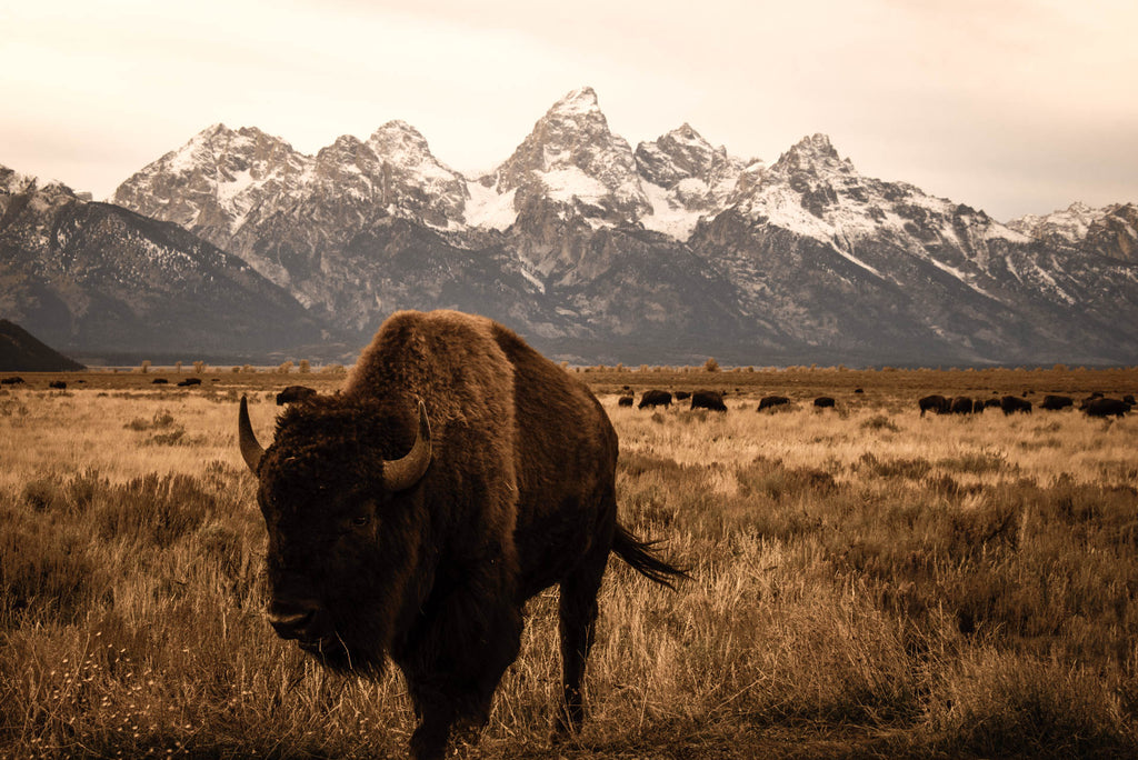 BISON RANGE