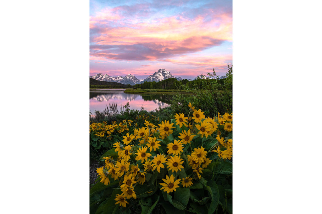 BLUSH OF SUMMER