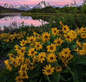 BLUSH OF SUMMER