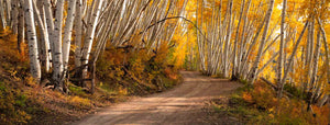 THE AUTUMN ROAD