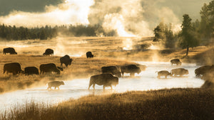FIREHOLE CROSSING