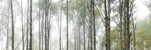 JADE CANOPY
