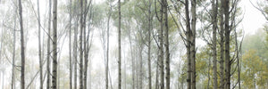 JADE CANOPY