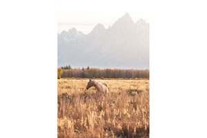 PALOMINO MEADOW