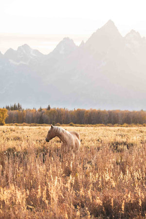 PALOMINO MEADOW